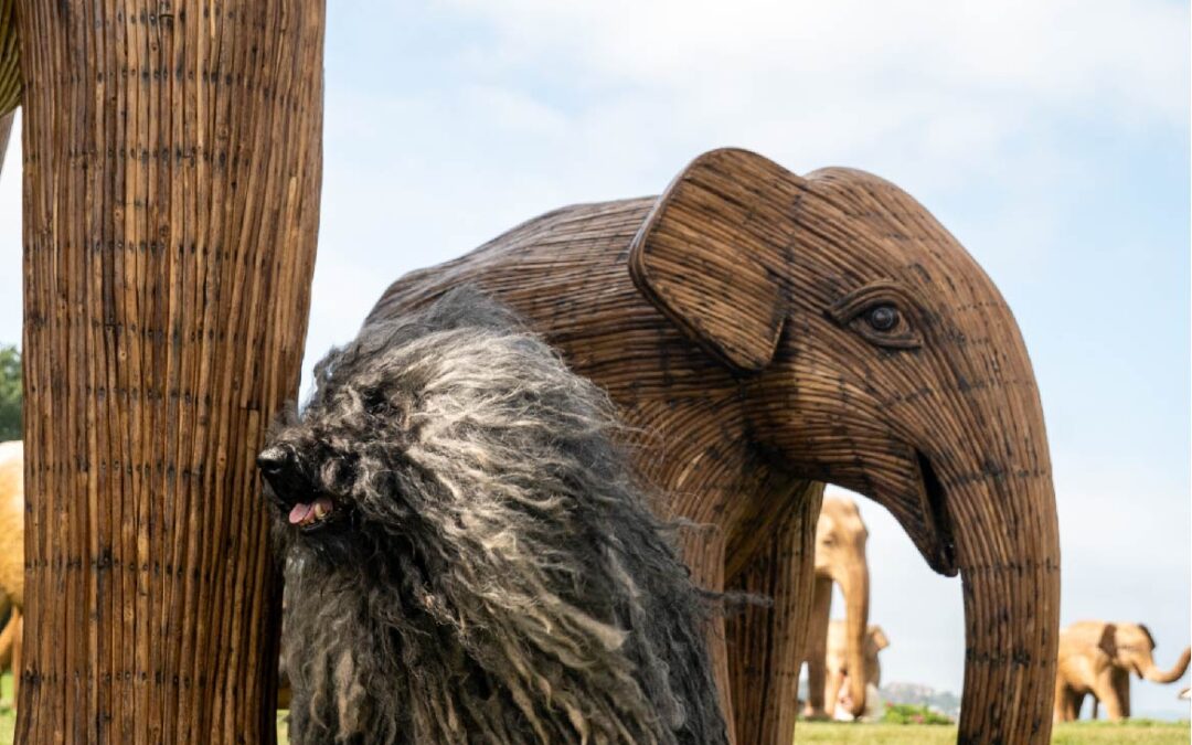 A Dog’s Day Out with the Elephants